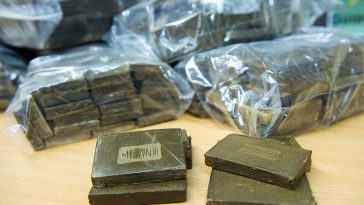 Bulgarie : Saisie record de plus d&rsquo;une demi-tonne de cannabis provenant du Canada