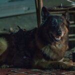 Norman Reedus et d'autres stars de Walking Dead rendent hommage au bon chien qui jouait « Dog » Norman Reedus et d'autres stars de Walking Dead rendent hommage au bon chien qui jouait « Dog »
