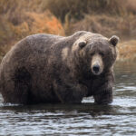 D'accord, essayons à nouveau la Fat Bear Week