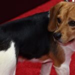 Quelles sont les races de chiens les plus sujettes aux diarrhées ?