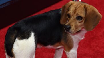 Quelles sont les races de chiens les plus sujettes aux diarrhées ?