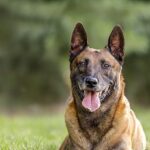 Un bébé de sept mois tué par le chien de la famille après s’être appuyé sur lui en rampant, selon une enquête