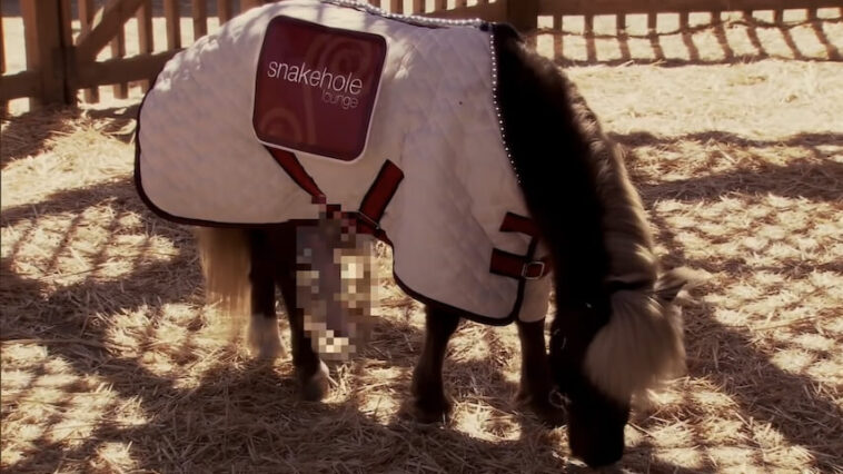 Le petit Sebastian avait une érection constante sur le plateau de Parks And Recreation. Le petit Sebastian avait une érection constante sur le plateau de Parks And Recreation.