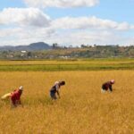 ZOOM AFRIQUE : Comment la technologie agricole chinoise est devenue un « code de bonne récolte » pour l&rsquo;Afrique
