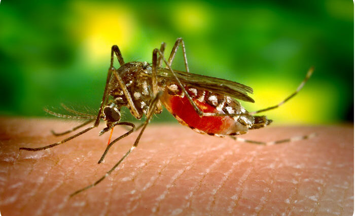 Australie : un nouveau virus détecté chez les chauves-souris, les scientifiques surveillent de près