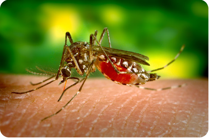 Australie : un nouveau virus détecté chez les chauves-souris, les scientifiques surveillent de près