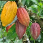 Côte d&rsquo;Ivoire : hausse du prix d&rsquo;achat du cacao aux producteurs pour la campagne intermédiaire 2024-2025