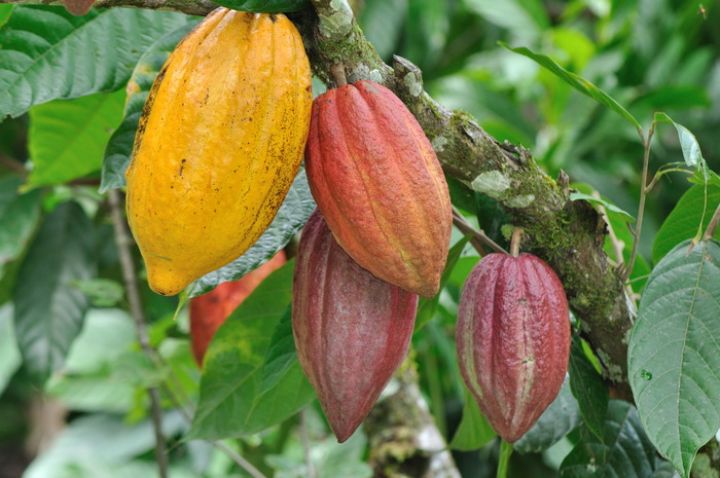 Côte d&rsquo;Ivoire : hausse du prix d&rsquo;achat du cacao aux producteurs pour la campagne intermédiaire 2024-2025