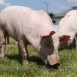 Des cochons modifiés grâce au CRISPR bientôt dans nos assiettes : feu vert de la FDA