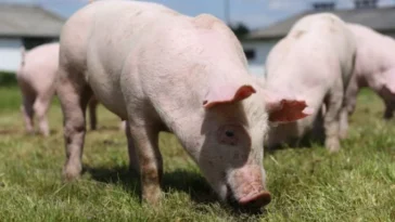 Des cochons modifiés grâce au CRISPR bientôt dans nos assiettes : feu vert de la FDA