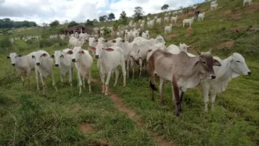 Viande brésilienne : des supermarchés français accusés de boycott illégal par les éleveurs du Brésil