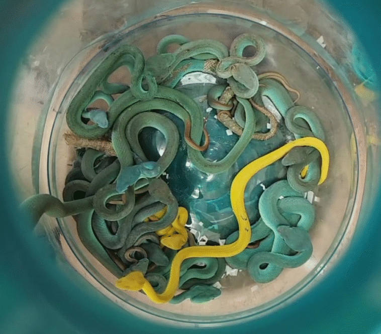 Un trafiquant arrêté à Bombay avec 40 serpents venimeux dans ses valises