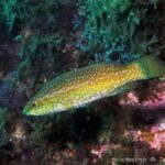 Hiérarchie renversée chez un poisson capable de changer de sexe en un éclair