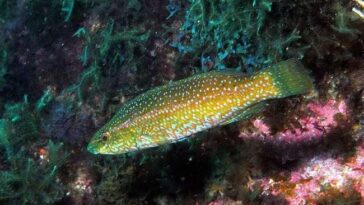 Hiérarchie renversée chez un poisson capable de changer de sexe en un éclair