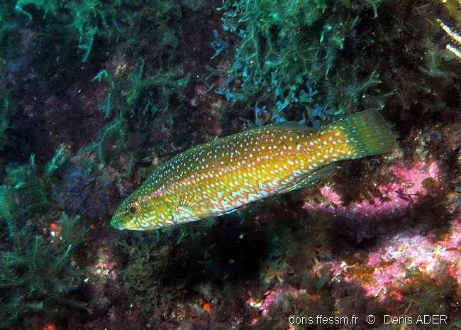 Hiérarchie renversée chez un poisson capable de changer de sexe en un éclair