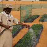 La maîtrise chinoise de la désertification soutient les efforts écologiques de la Mauritanie La maîtrise chinoise de la désertification soutient les efforts écologiques de la Mauritanie