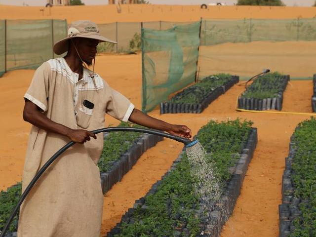 La maîtrise chinoise de la désertification soutient les efforts écologiques de la Mauritanie