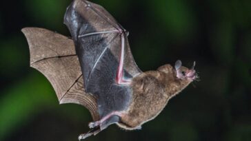 Pourquoi les chauves-souris ne développent (presque) jamais de cancer — et ce que cela peut changer pour les humains