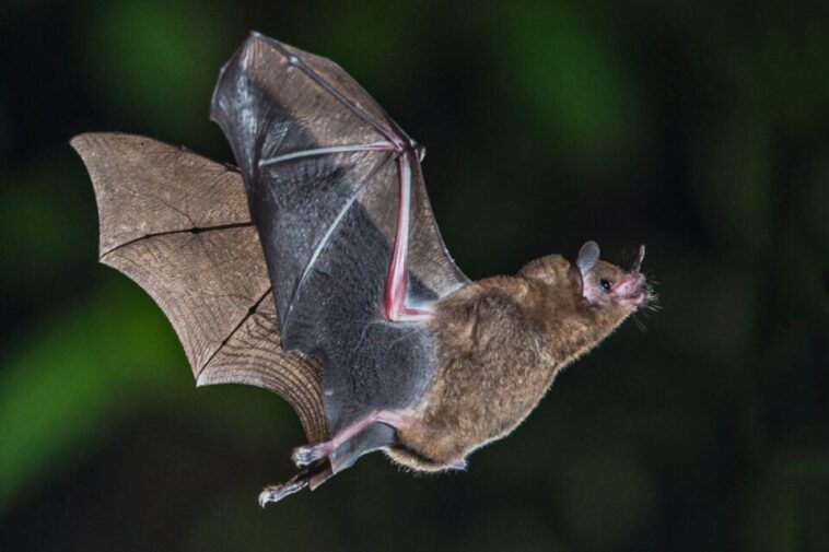Pourquoi les chauves-souris ne développent (presque) jamais de cancer — et ce que cela peut changer pour les humains