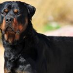 Tragédie dans le Loiret : un enfant de 9 ans tué par le rottweiler de la famille Tragédie dans le Loiret : un enfant de 9 ans tué par le rottweiler de la famille